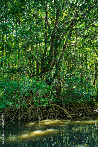 Boat moving through the Rio Tenorio River, Tortuguero, Costa Rica photo