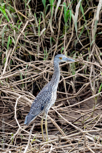 Yellow-crowned night heron (Nyctanassa violacea), Rio Tarcoles, Costa Rica Wildlife photo