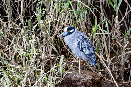 Yellow-crowned night heron (Nyctanassa violacea), Rio Tarcoles, Costa Rica Wildlife photo