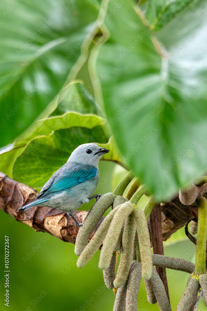 Obraz premium Blue-gray tanager - Thraupis episcopus, Puntarenas, Wildlife and bird watching in Costa Rica.