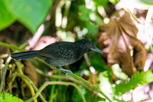 Black-hooded antshrike (Thamnophilus bridgesi), bird in Manuel Antonio National Park. Wildlife and birdwatching in Costa Rica. photo