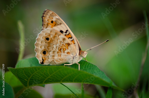 beautiful blue brown black yellow orange butterfly was flapping and perched on a leaf