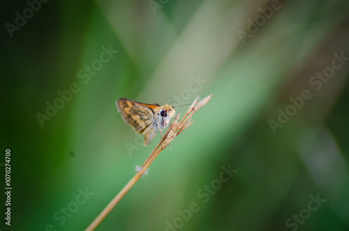beautiful blue brown black yellow orange butterfly was flapping and perched on a leaf