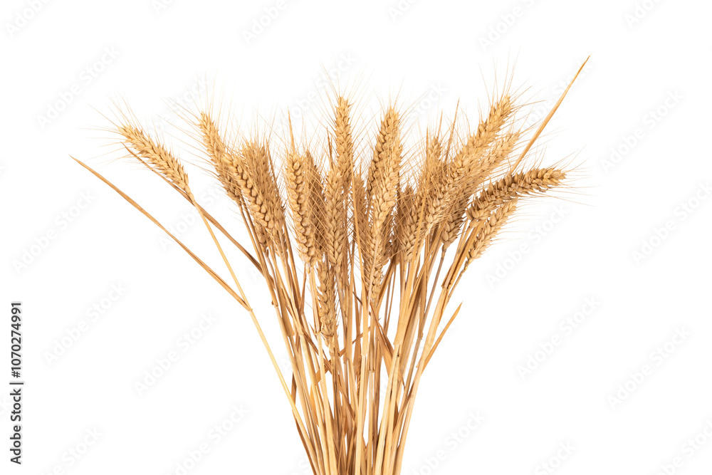 bunch of ripe golden wheat ears isolated on white background.