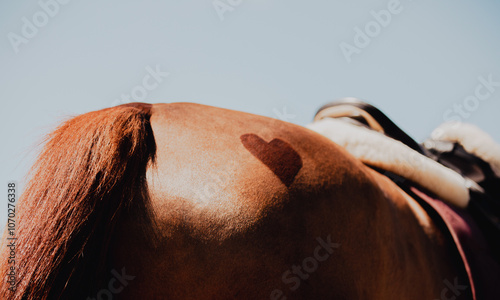 The rear view of a horse's rump, with a heart-shaped design shaved into it. On its back, the horse carries a leather saddle and a pink blanket. The romantic atmosphere. The equestrian lifestyle.