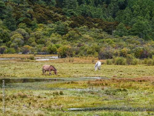 horses