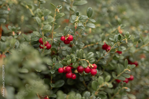 Lingonberries ready to harvest