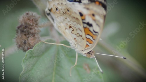 beautiful blue brown black yellow orange butterfly was flapping and perched on a leaf