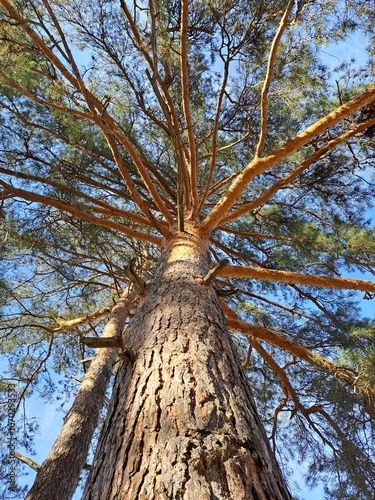  An old big pine tree with large branches against a blue sky. View from below upwards.