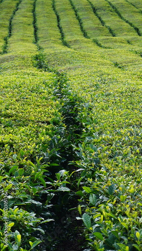 green and black tea plantation