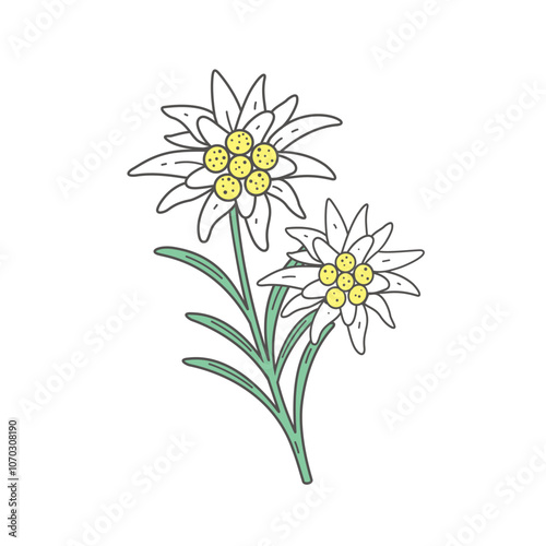 Edelweiss flower symbol Alps	