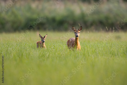 European roe deer (Capreolus capreolus) Roe deer - goat