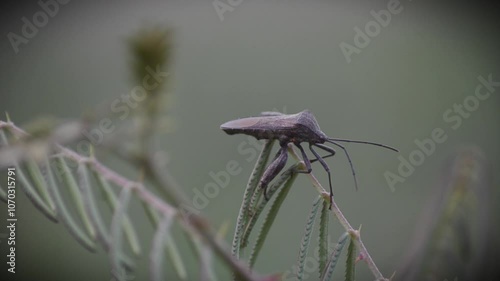 Black grasshoppers are sleeping and hunting in the grassland
