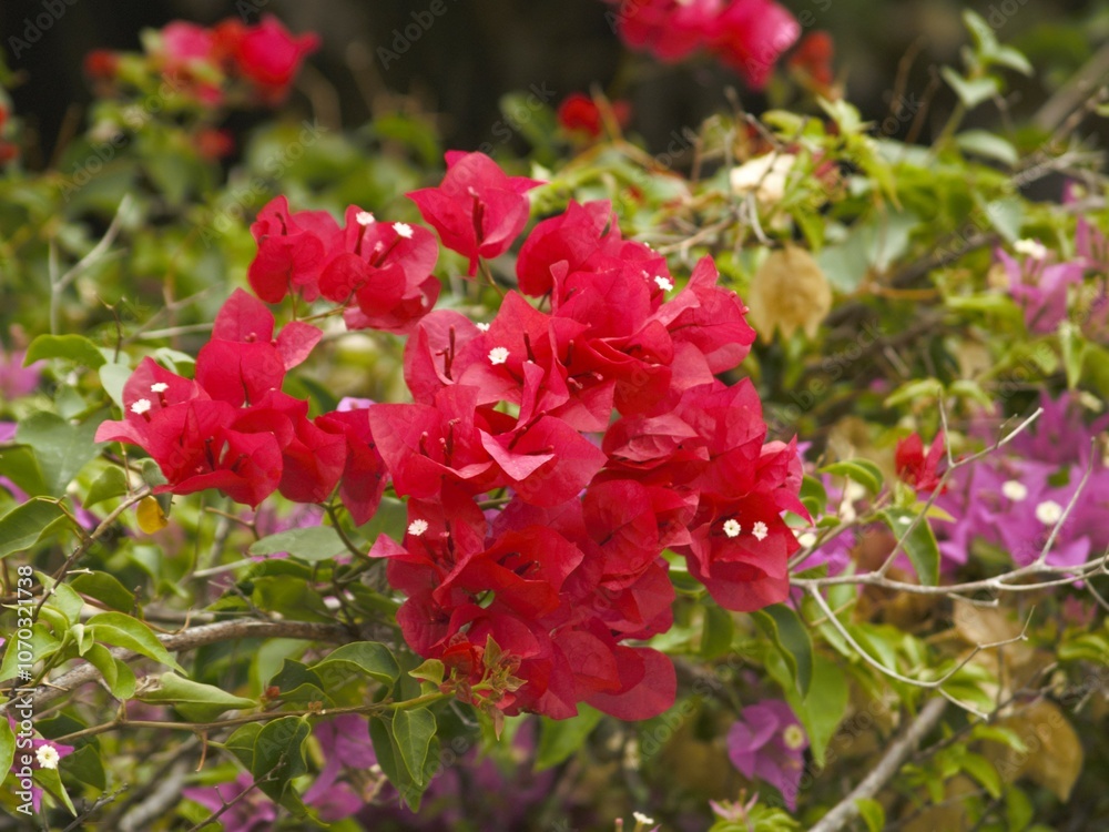 Flores Flores