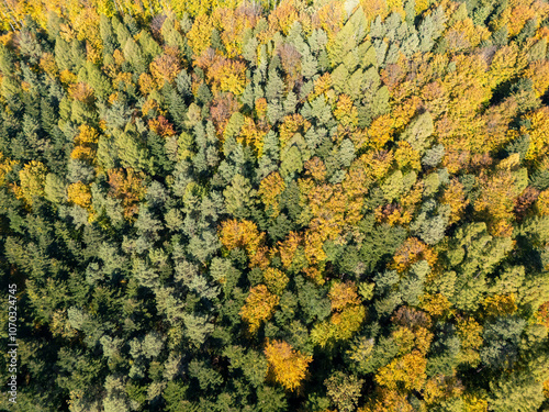 Aerial view of a vibrant forest in autumn, showcasing diverse foliage with a mix of green and yellow leaves, symbolizing nature's beauty.