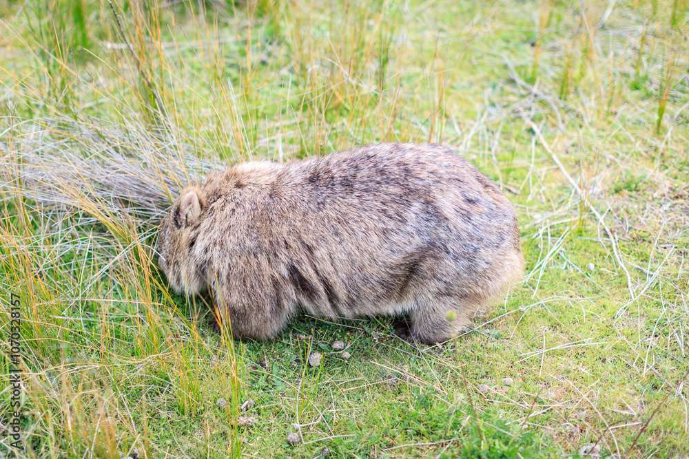Wombat Grazing Peacefully in Its Natural Habitat, Wildlife Walk, Wilson Prom, Australia