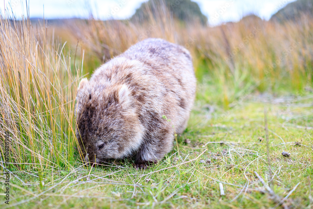 The Gentle Giant: A Close-Up of a Wombat Grazing The Gentle Giant: A Close-Up of a Wombat Grazing