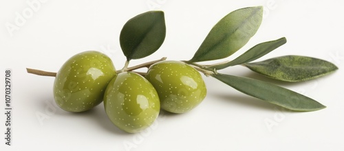 Wallpaper Mural Green Olives on Branch Torontodigital.ca