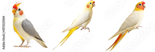 Closeup of Three Colorful Cockatiels a Type of Small Parrot Perching on a Wooden Branch in a Lush Tropical Inspired Environment  The Birds Display Their Bright photo