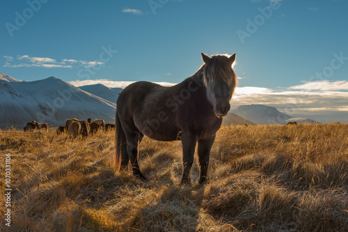 Horse in the sunlight