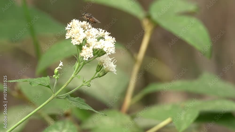 Beautiful plants in nature