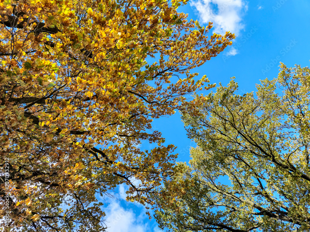 A vibrant canopy of autumn leaves against a bright blue sky. This beautiful image captures the essence of fall, showcasing the stunning colors of nature. A vibrant canopy of autumn leaves against a bright blue sky. This beautiful image captures the essence of fall, showcasing the stunning colors of nature.