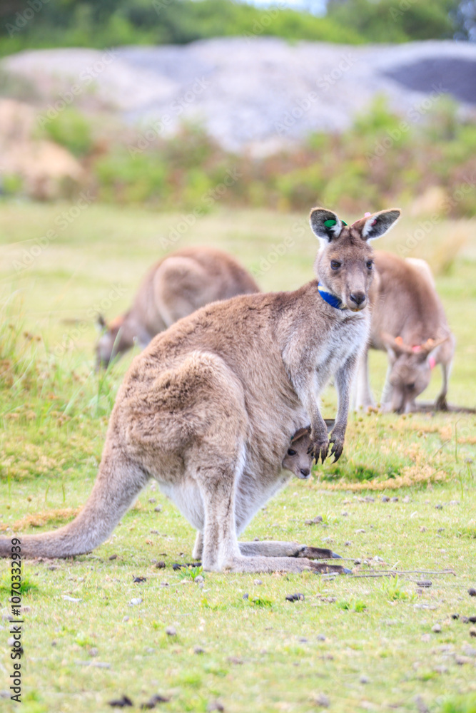Kangaroo with Joey in Grassy Habitat Feeding, Wilson Prom, Australia Kangaroo with Joey in Grassy Habitat Feeding, Wilson Prom, Australia