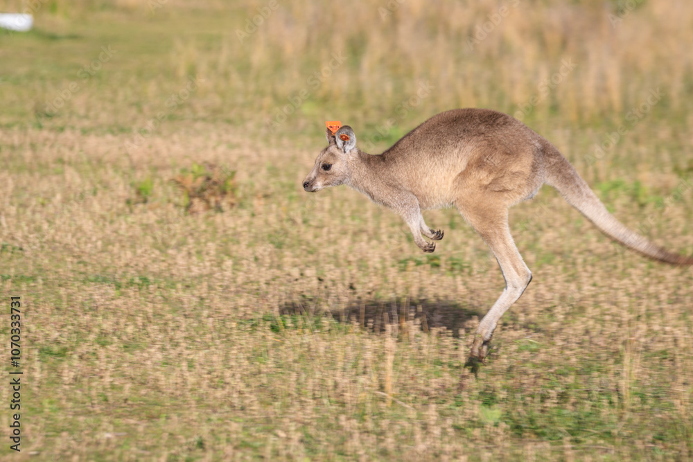 A Leaping Kangaroo in Motion A Leaping Kangaroo in Motion