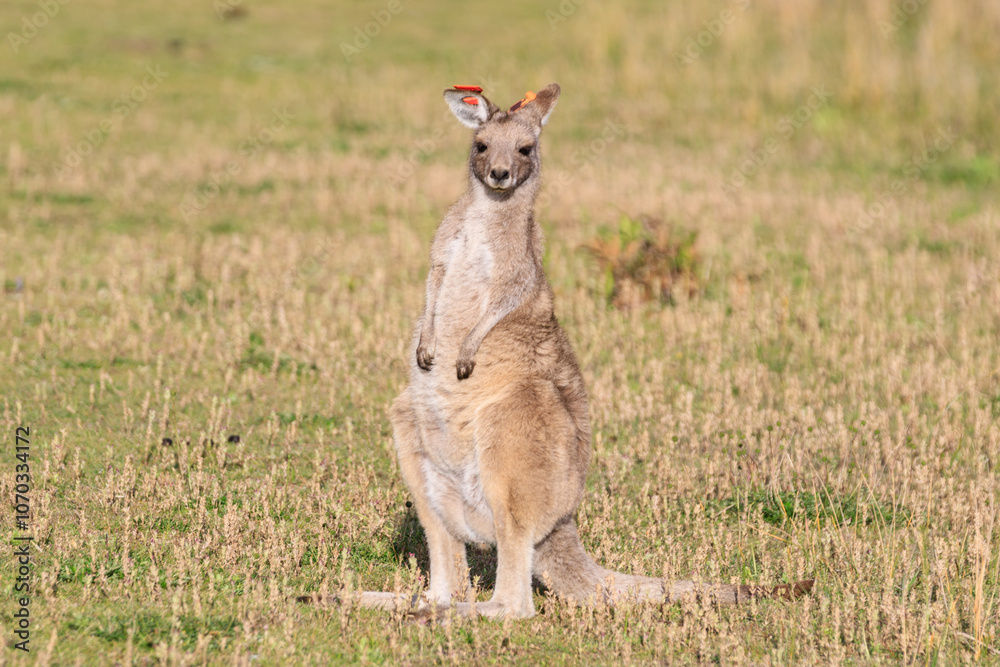 A Curious Encounter: A Kangaroo Poses in the Australian Outback, Wilson Prom, Australia A Curious Encounter: A Kangaroo Poses in the Australian Outback, Wilson Prom, Australia