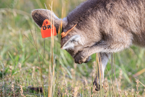 Eastern Grey Kangaroo with a Tagged Ear, Wilsons Prom, Australia photo