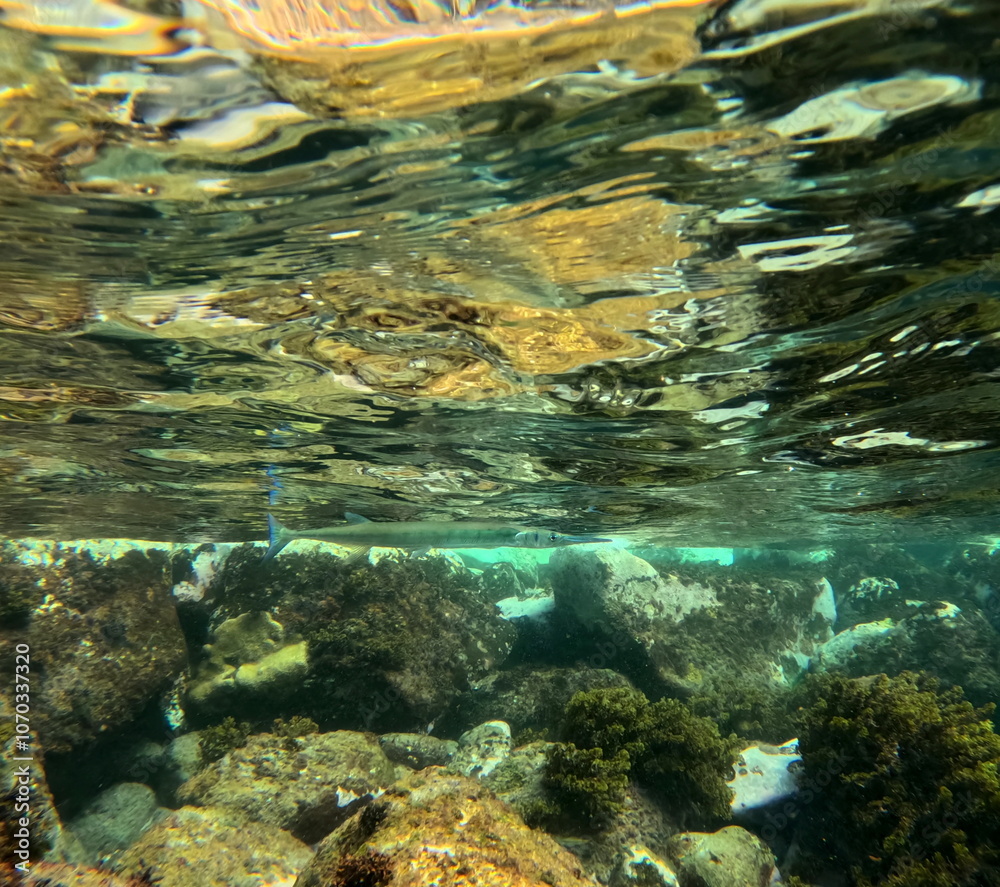 flat needlefish or ablennes hians, just below water surface in Caribbean sea. snorkeling in Guadeloupe tropical sea 