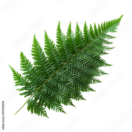 Fern Leaf: Lush and vibrant, a single fern leaf unfurls its delicate fronds, showcasing the intricate beauty of nature. Its rich green hue and intricate patterns offer a touch of natural elegance. photo