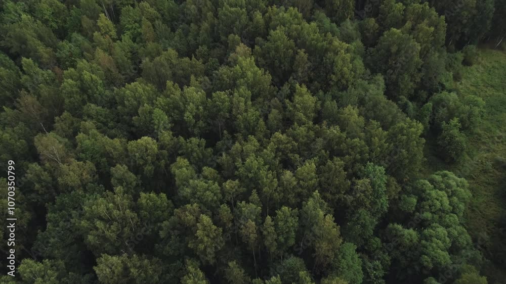 Aerial shot forward fly with tilt over wild park or forest in cloudy day Aerial shot forward fly with tilt over wild park or forest in cloudy day