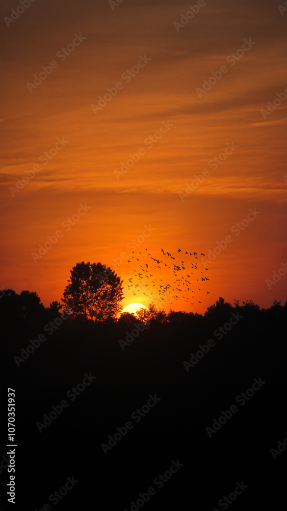 Silhouetted trees and birds at sunset, representing serenity and freedom. Silhouetted trees and birds at sunset, representing serenity and freedom.