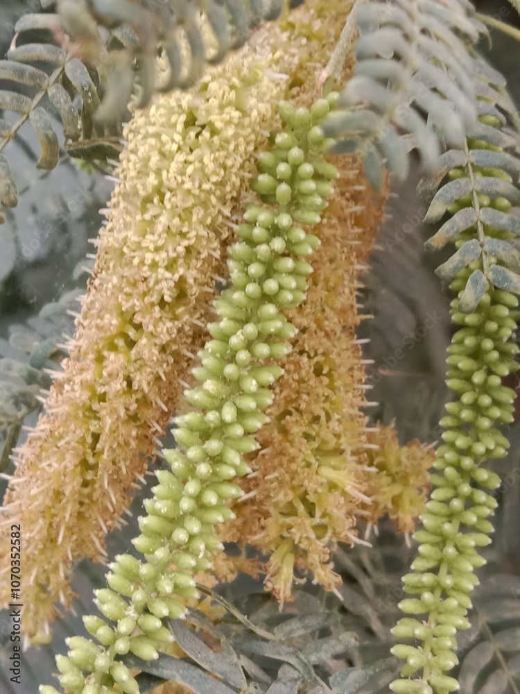prosopis juliflora flower or flower of the Mesquite.Mesquite flower pattern background prosopis juliflora flower or flower of the Mesquite.Mesquite flower pattern background