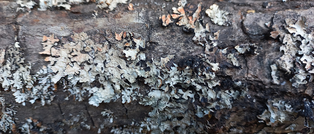 Rough Bark Surface with Organic Cracks and Moss