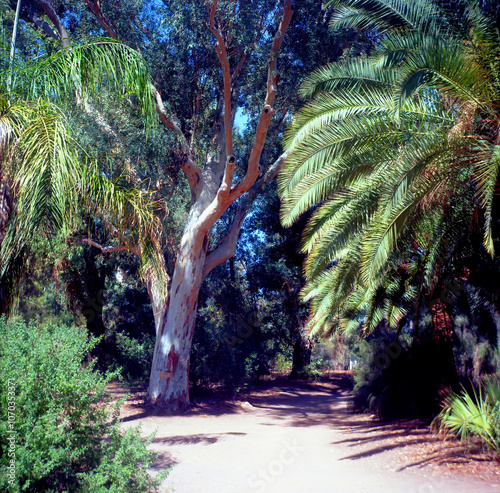 Jungle Trail on Film