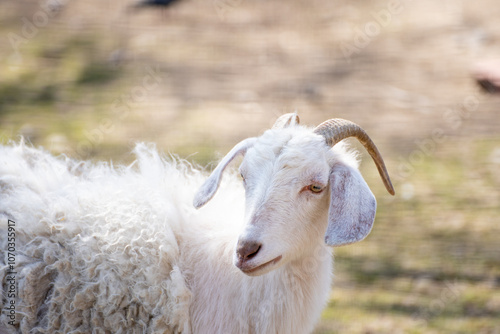 Sacrifice. Animal to be sacrificed on Islamic holidays. Goat, Sheep, Lamb. photo