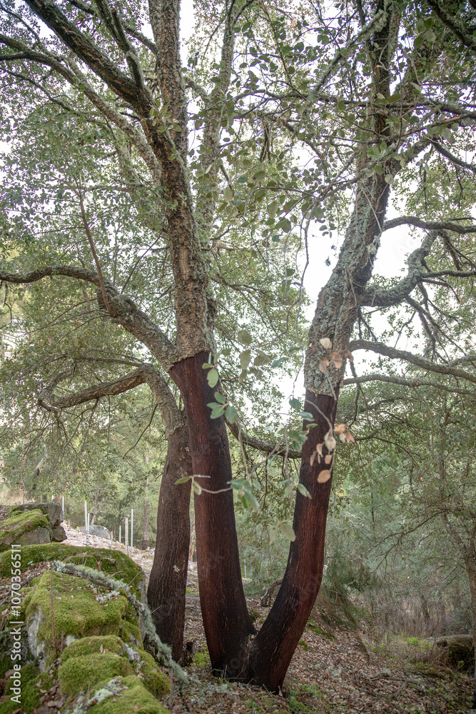 Obraz premium Natural landscape of cork oaks with cork in the region of 