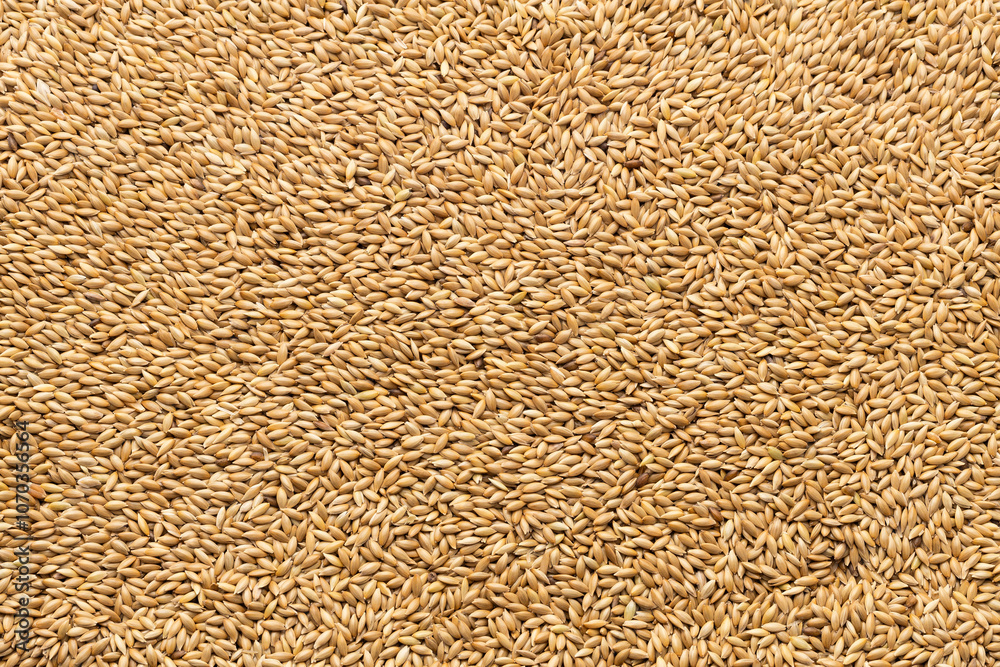 Phalaris canariensis - Organic and dried seeds for canary and parrot food. Phalaris canariensis - Organic and dried seeds for canary and parrot food.