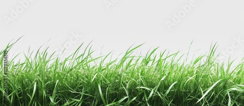 Green Grass Blades in Focus