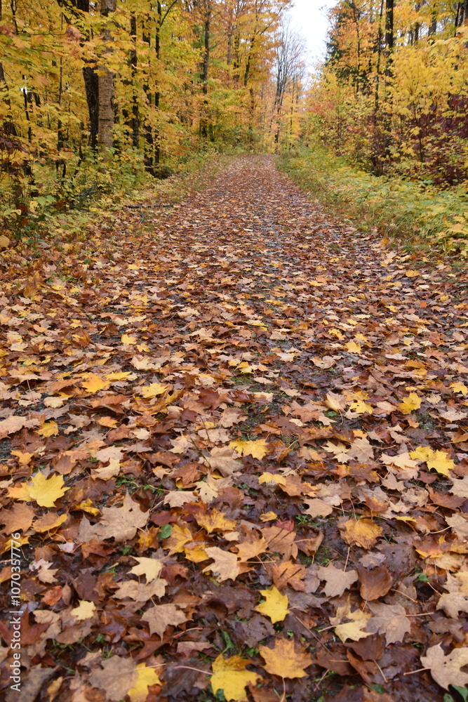 A trail in the fall, Sainte-Apolline, Québec, Canada A trail in the fall, Sainte-Apolline, Québec, Canada