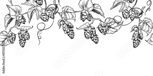 Hop vine, humulus cone black white graphic vector seamless border isolated. Hop cones branch leaves painted engraving in botanical sketch repeated background for design textile, packaging. Hops liana