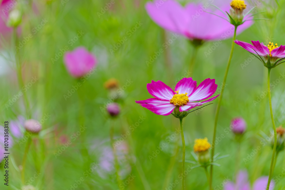 Vibrant Pink Cosmos Flowers in Bloom Vibrant Pink Cosmos Flowers in Bloom