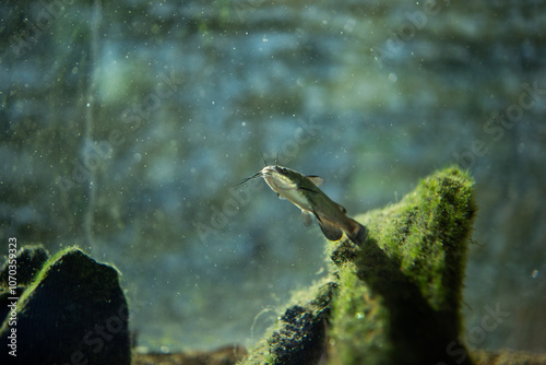 Black bullhead or black bullhead catfish. Ameiurus melas.  Bullhead catfish. Catfish in an aquarium
