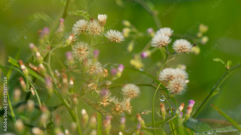 Various dandelions with a blurred background, suitable for use as a graphic resource or desktop wallpaper Various dandelions with a blurred background, suitable for use as a graphic resource or desktop wallpaper
