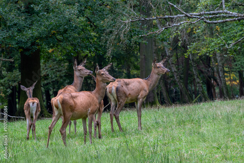 Rudel Kahlwild (Hirschkühe und Kälber)