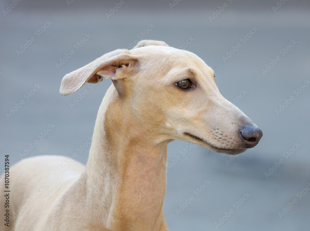 Italian greyhound posing with folded ears and curious gaze Italian greyhound posing with folded ears and curious gaze
