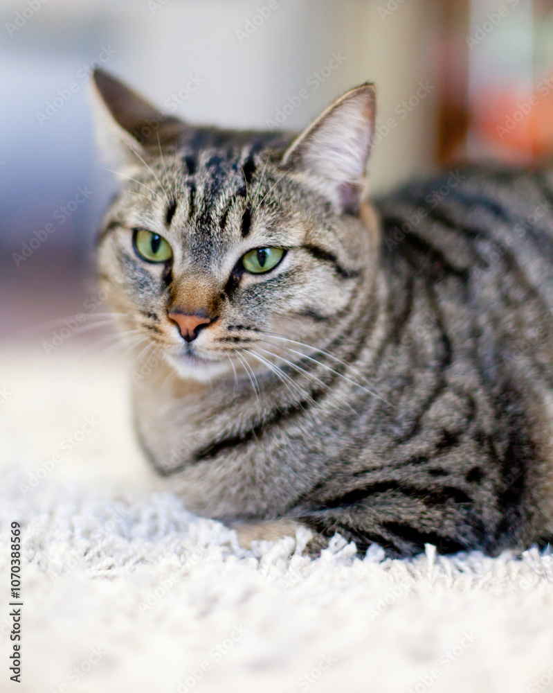 Tabby cat relaxing on white carpet Tabby cat relaxing on white carpet