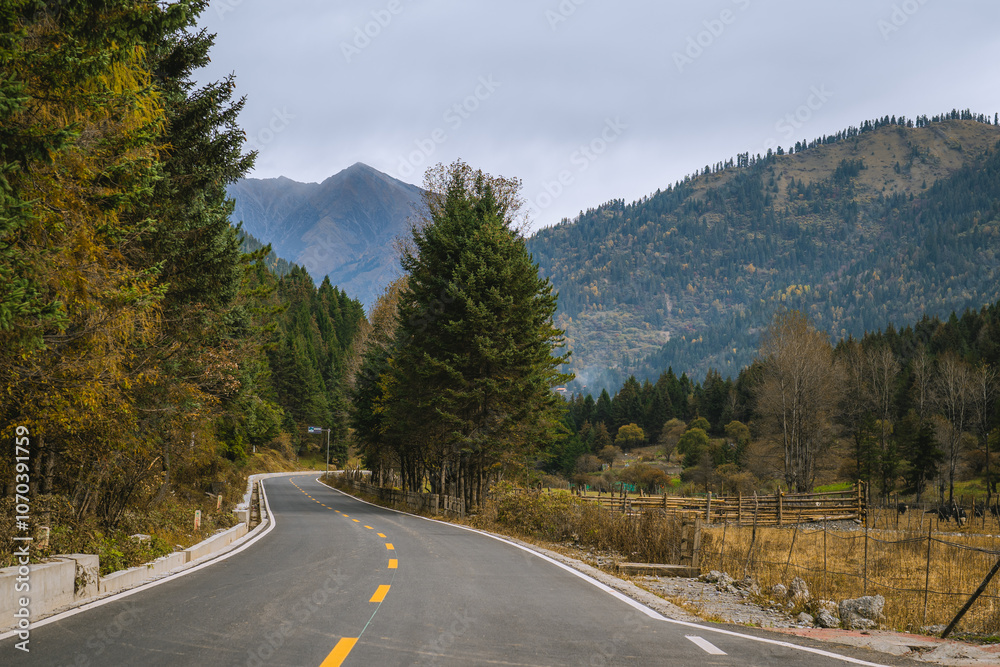 Autumn mountain of pine trees in Sichuan at Dagu Glacier National Park Autumn mountain of pine trees in Sichuan at Dagu Glacier National Park